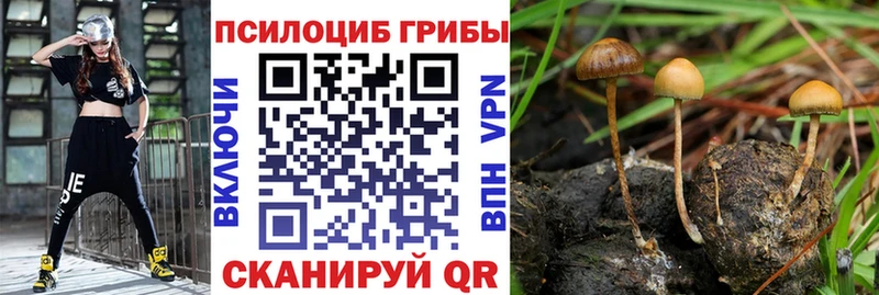 наркотики  Иваново  Псилоцибиновые грибы Psilocybe 