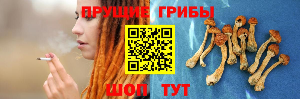 Псилоцибиновые грибы Psilocybe  Иваново  Галлюциногенные грибы мухоморы 